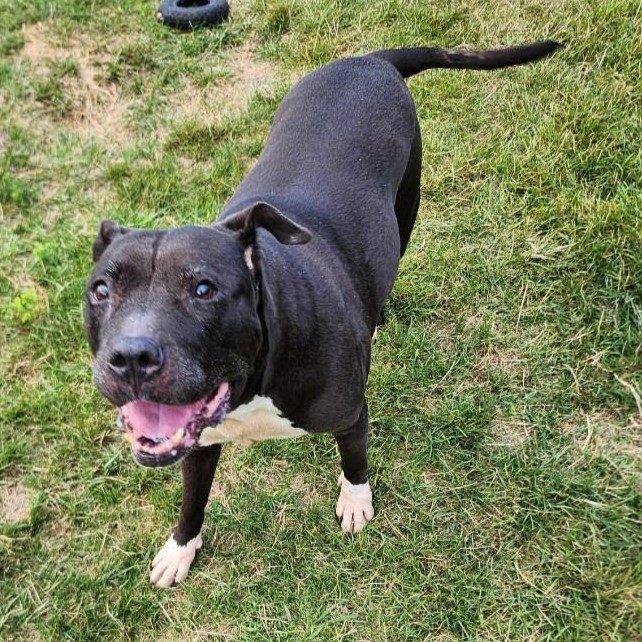Mimi, an adoptable Pit Bull Terrier in Normal, IL, 61761 | Photo Image 6