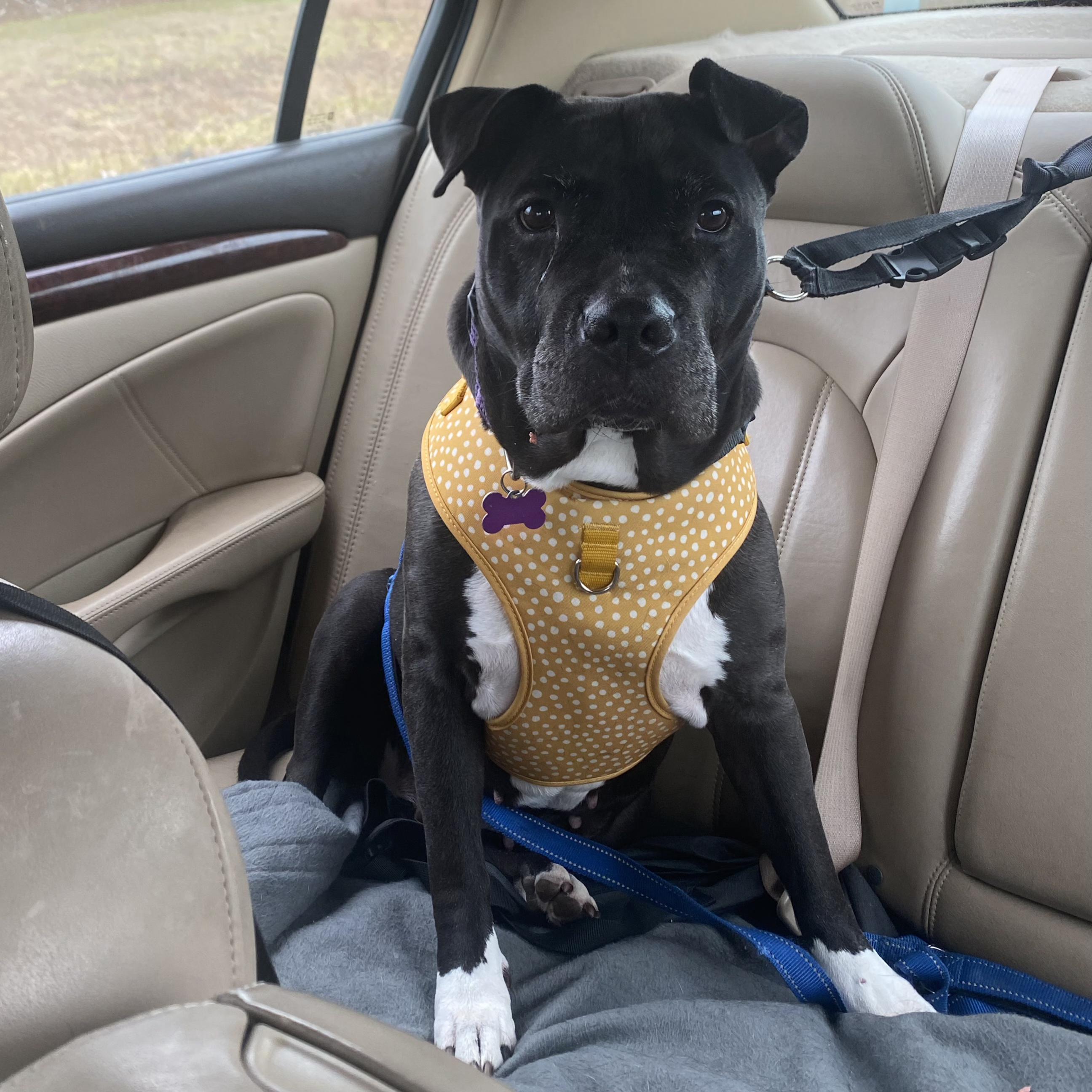 Mimi, an adoptable Pit Bull Terrier in Normal, IL, 61761 | Photo Image 4