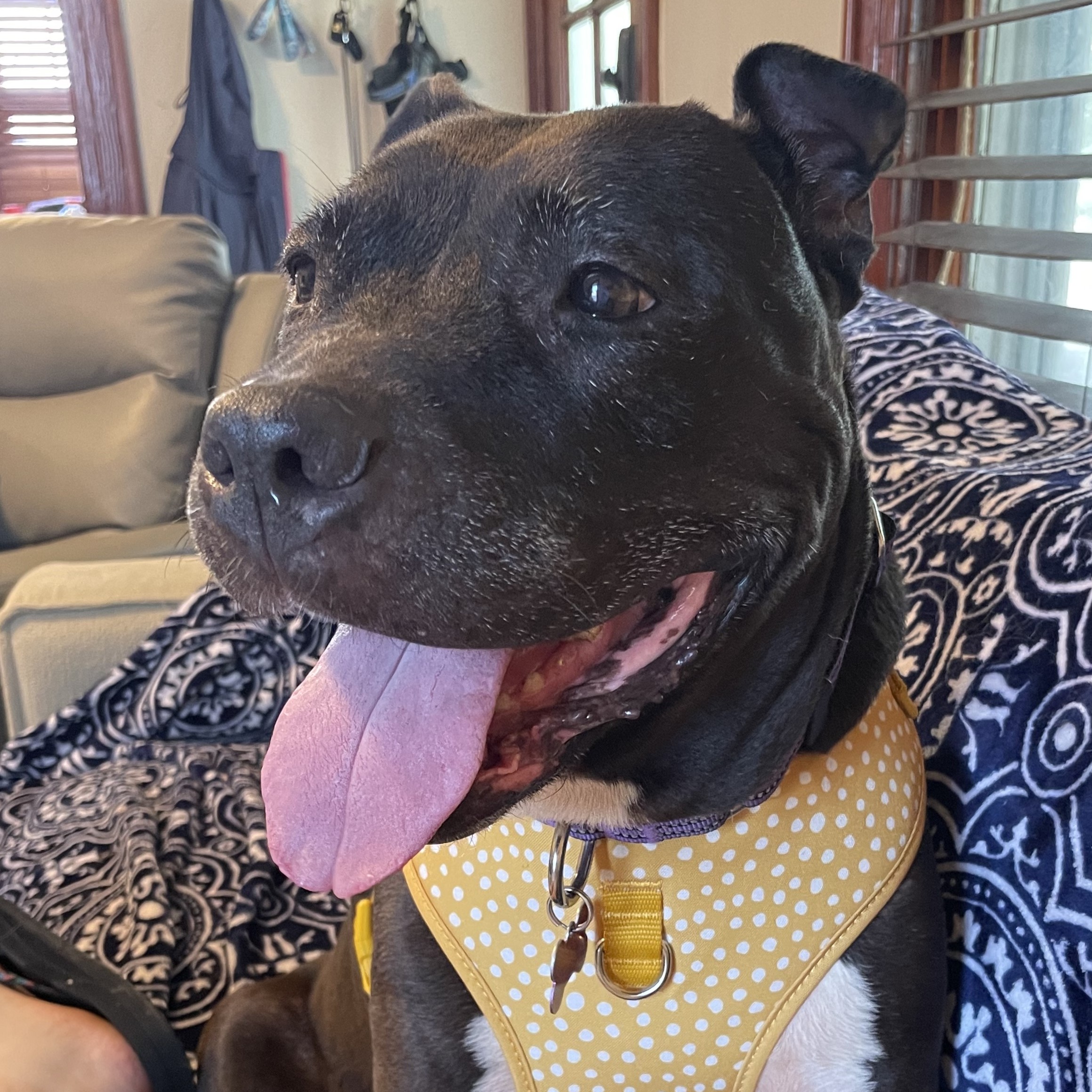 Mimi, an adoptable Pit Bull Terrier in Normal, IL, 61761 | Photo Image 5