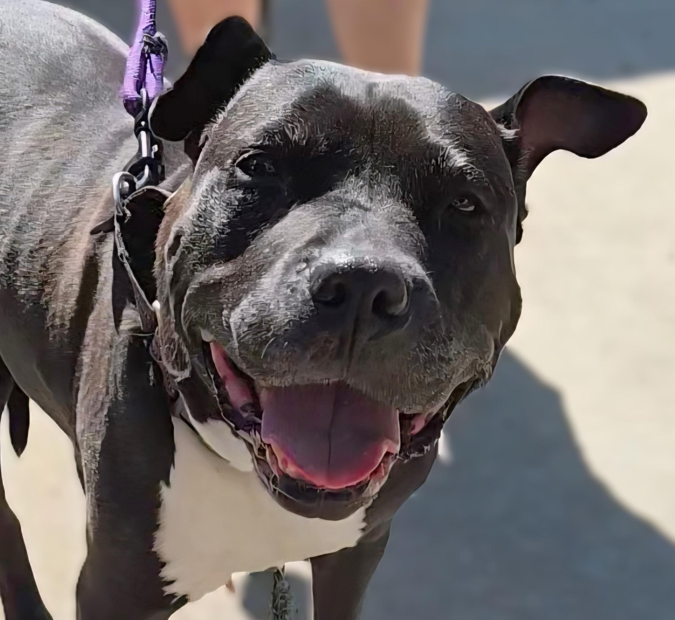 Mimi, an adoptable Pit Bull Terrier in Normal, IL, 61761 | Photo Image 1