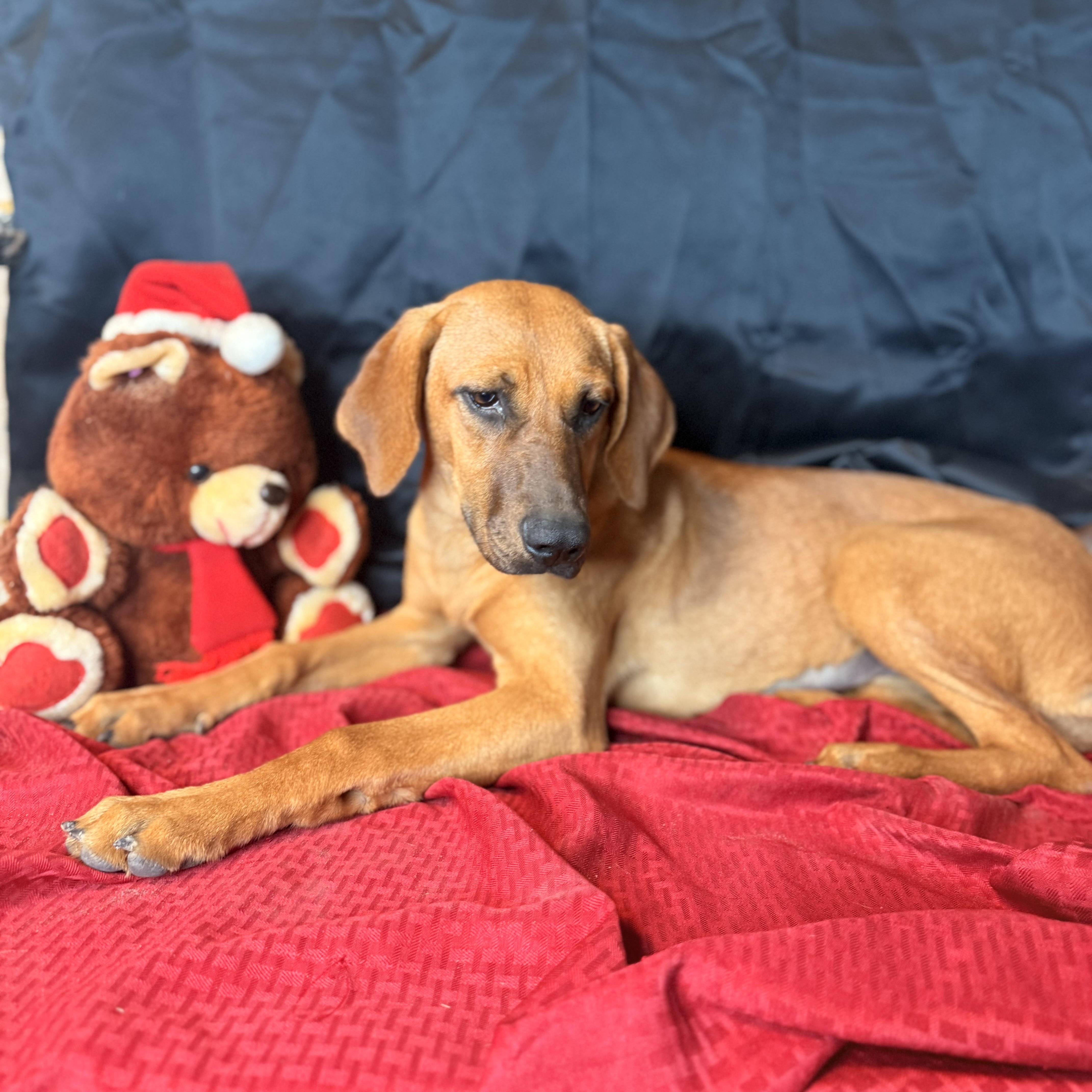 Enlarge Holly, a Adoptable mixed breed in Oak Creek, WI image 6/6