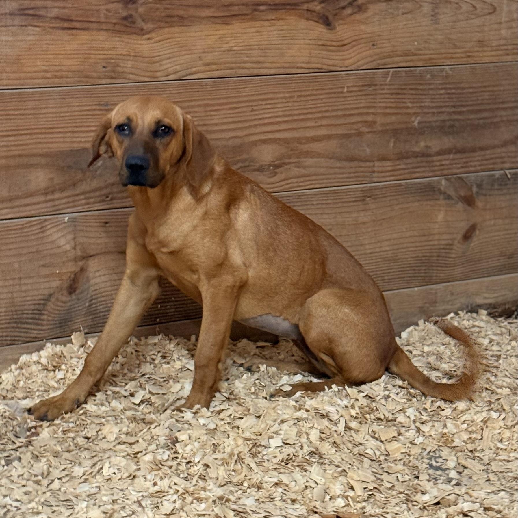 Enlarge Holly, a Adoptable mixed breed in Oak Creek, WI image 3/6