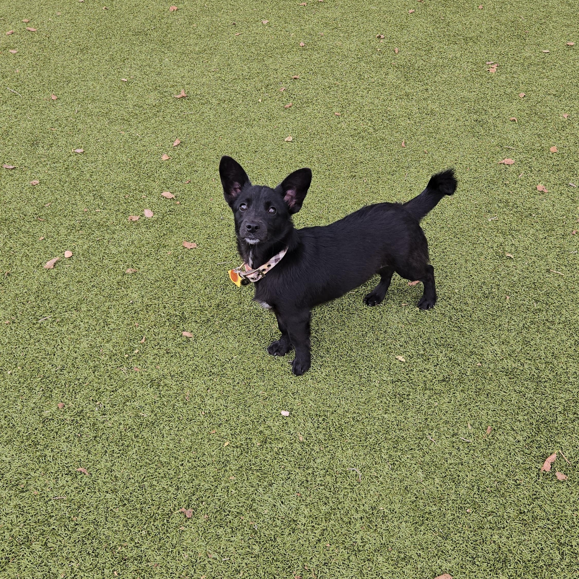 Enlarge Black Bear, a ADOPTABLE Mixed Breed in Sterling, KS image 1/6