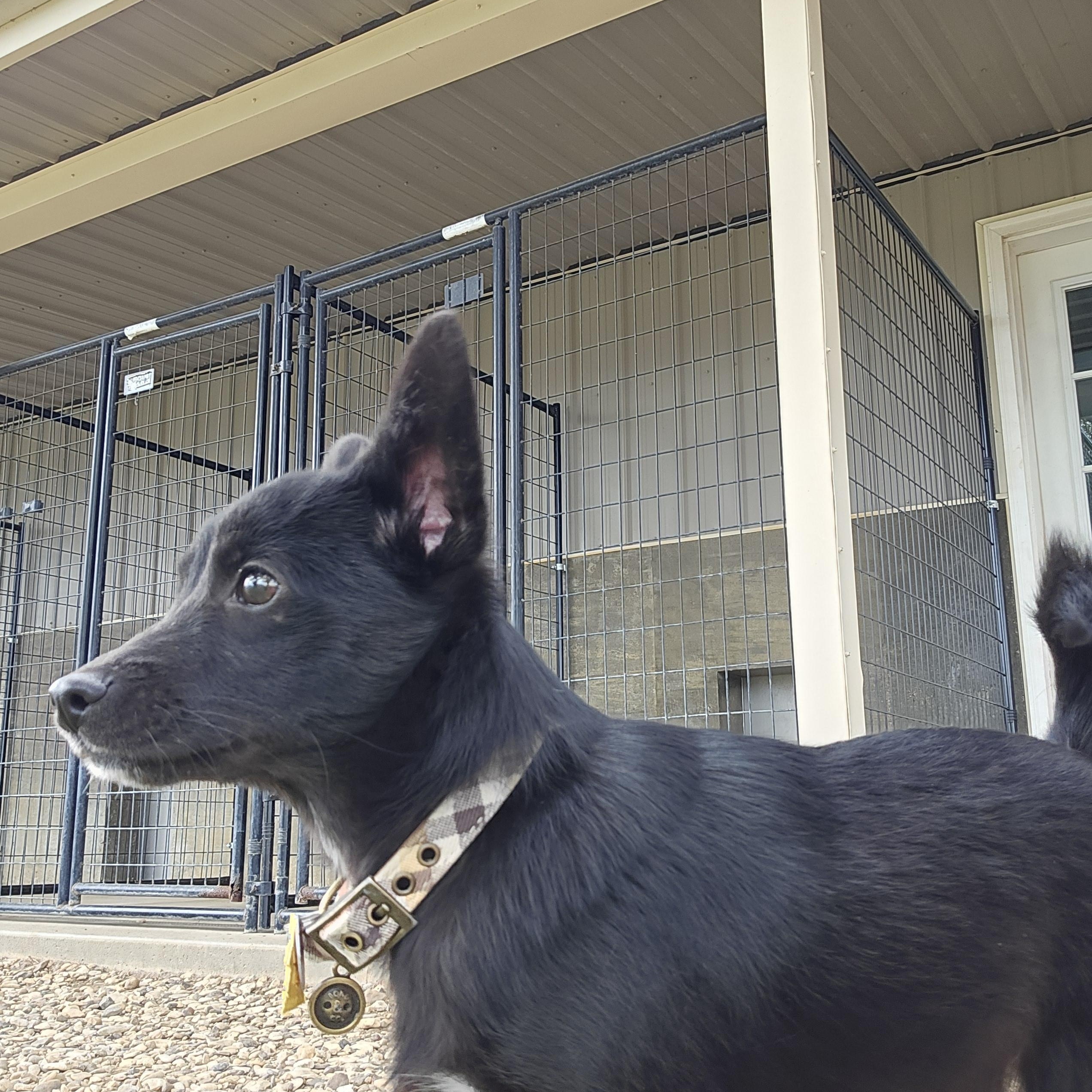 Enlarge Black Bear, a ADOPTABLE Mixed Breed in Sterling, KS image 6/6