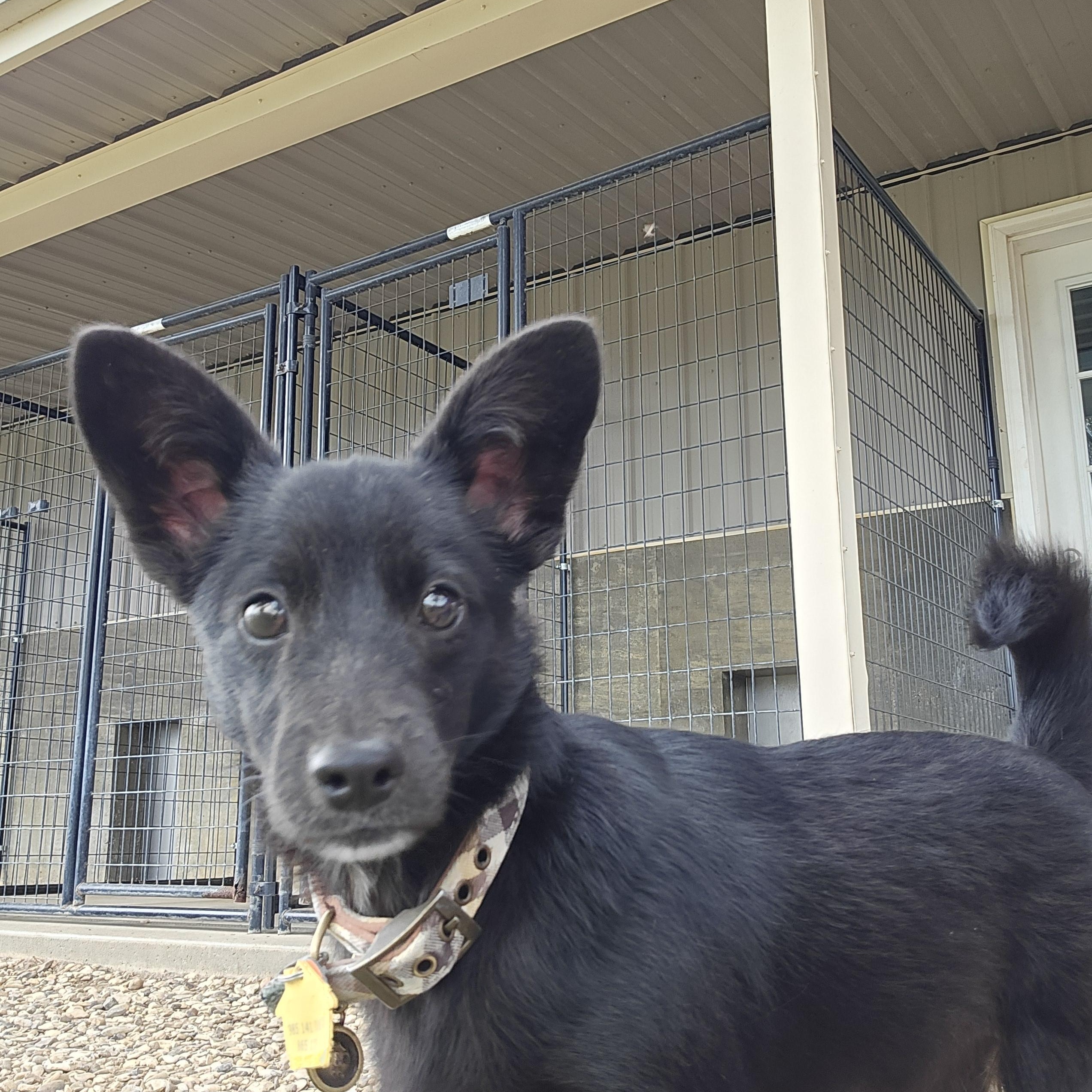 Enlarge Black Bear, a ADOPTABLE Mixed Breed in Sterling, KS image 4/6