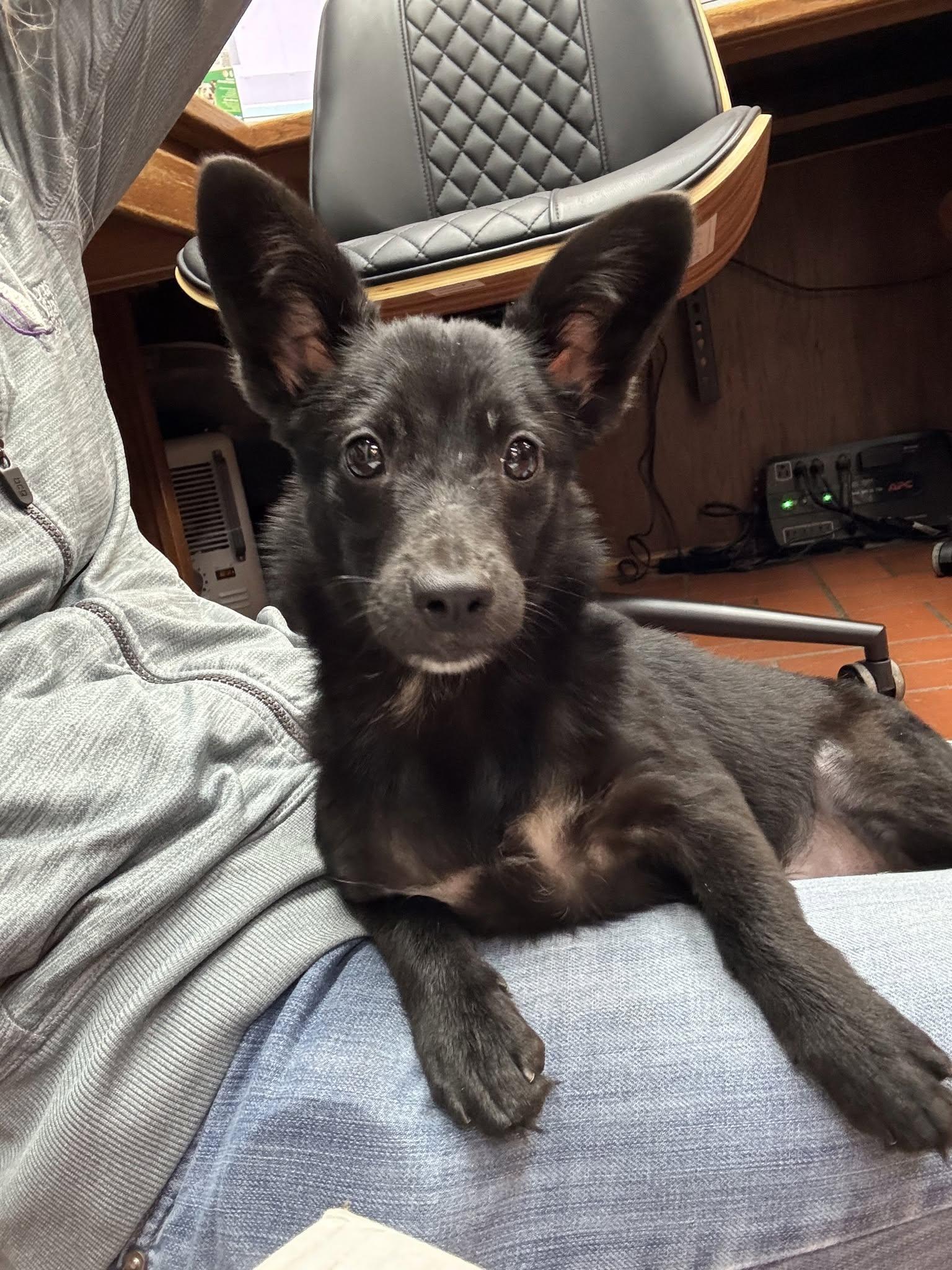 Enlarge Black Bear, a ADOPTABLE Mixed Breed in Sterling, KS image 2/6