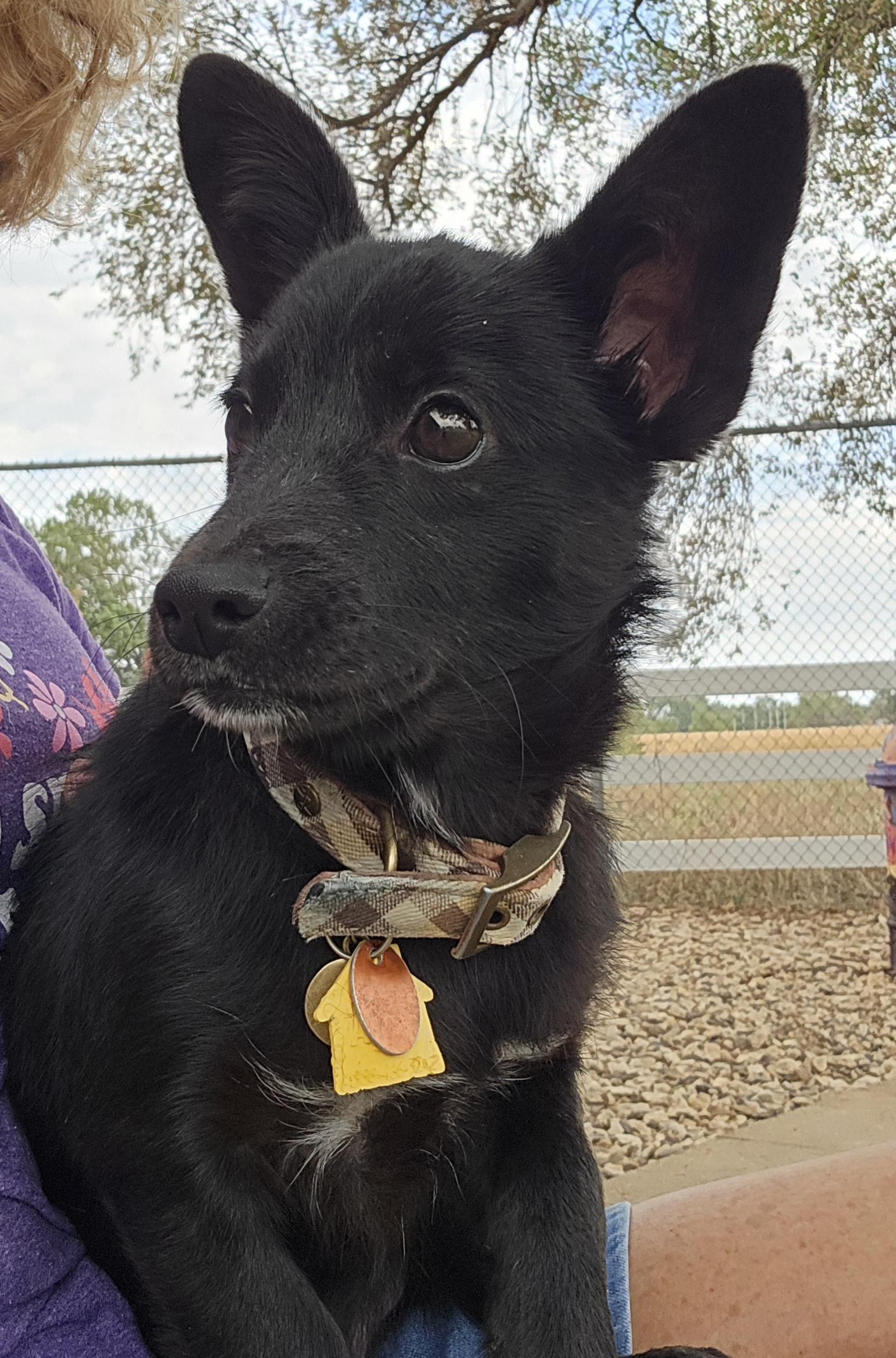 Enlarge Black Bear, a ADOPTABLE Mixed Breed in Sterling, KS image 5/6