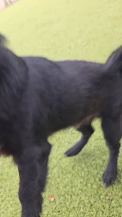 Enlarge Black Bear, a ADOPTABLE Mixed Breed in Sterling, KS video 3/6