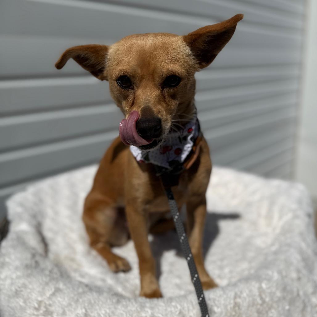 Enlarge Dixie, a Adoptable mixed breed in Newberg, OR image 1/6