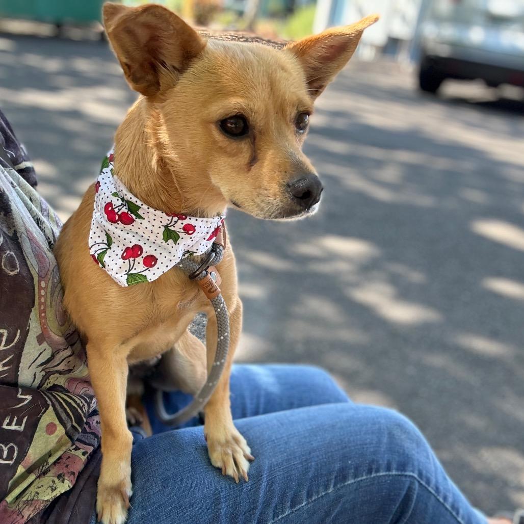 Enlarge Dixie, a Adoptable mixed breed in Newberg, OR image 2/6