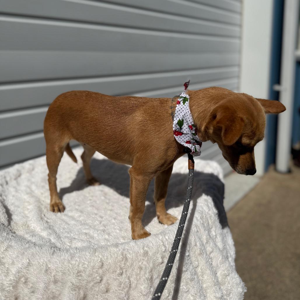 Enlarge Dixie, a Adoptable mixed breed in Newberg, OR image 3/6