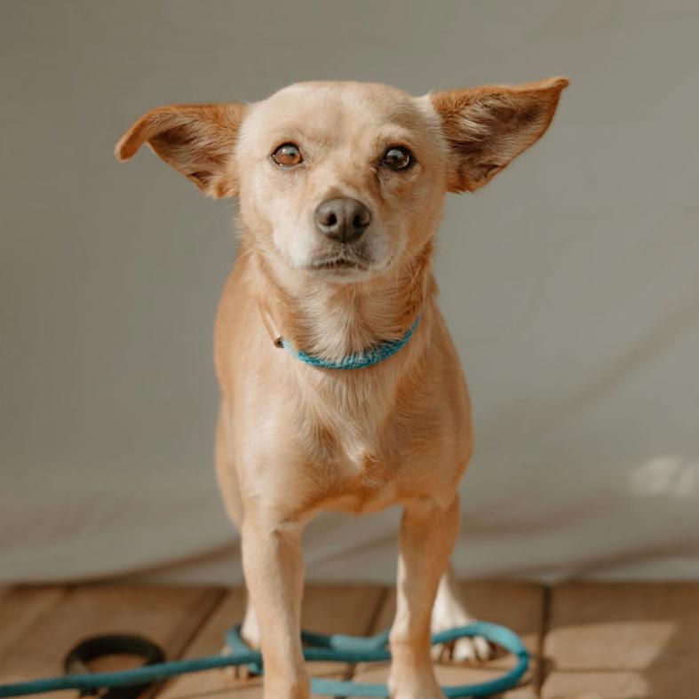 Enlarge Dixie, a Adoptable mixed breed in Newberg, OR image 4/6