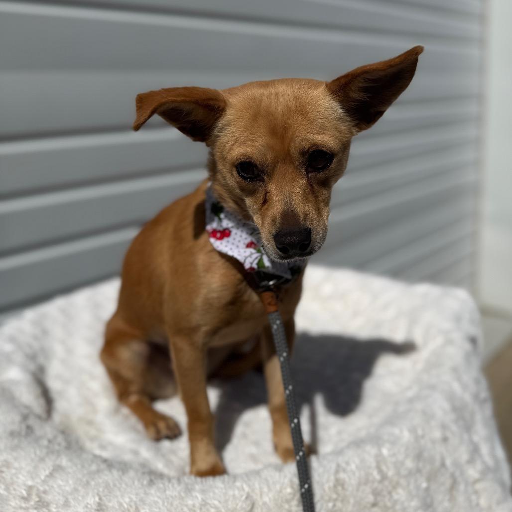 Enlarge Dixie, a Adoptable mixed breed in Newberg, OR image 5/6