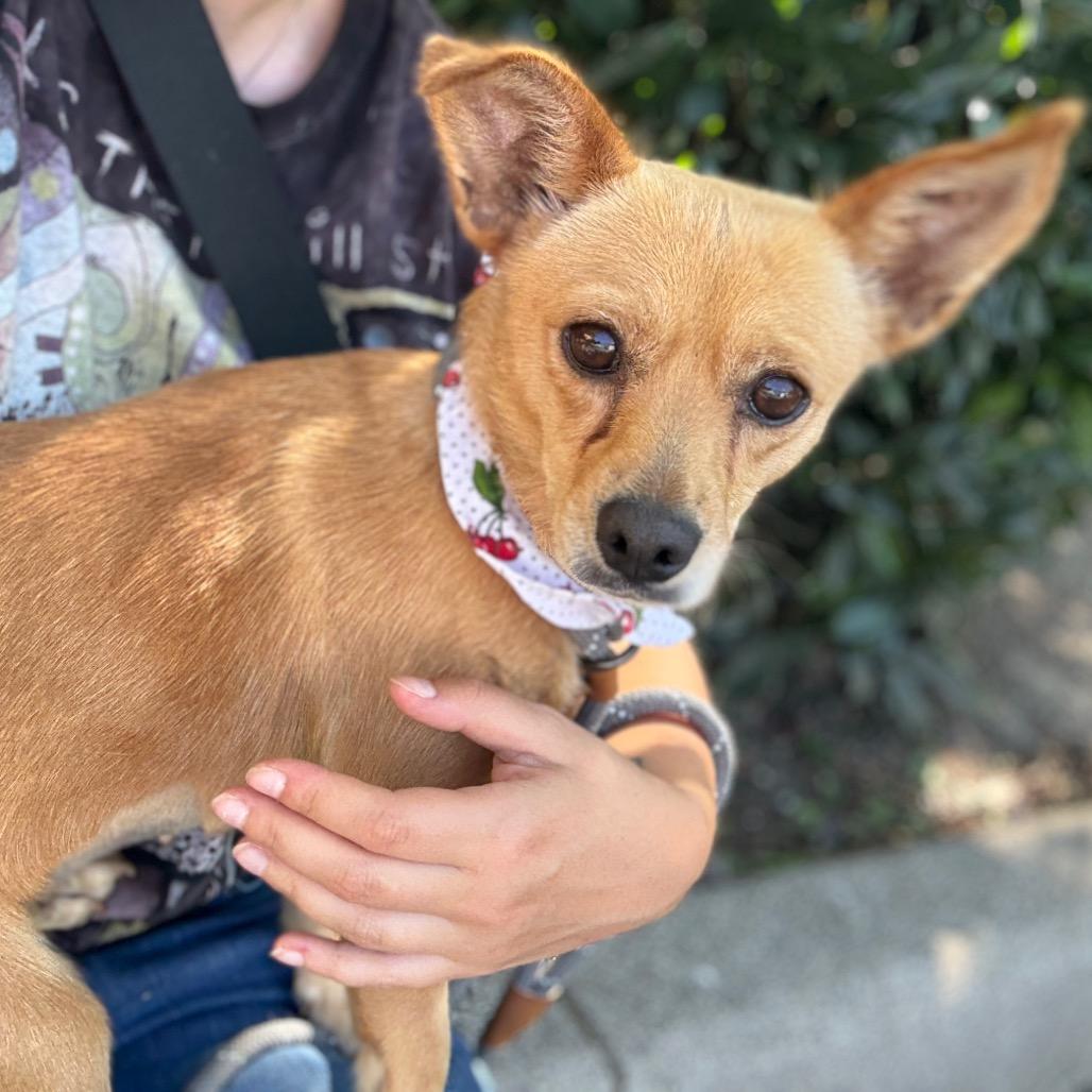Enlarge Dixie, a Adoptable mixed breed in Newberg, OR image 6/6