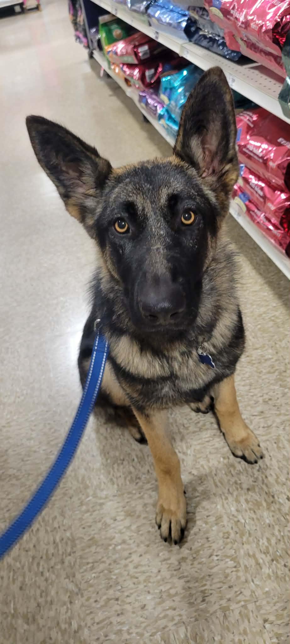 Enlarge Ember!, a ADOPTABLE mixed breed in Roseville, CA image 2/6