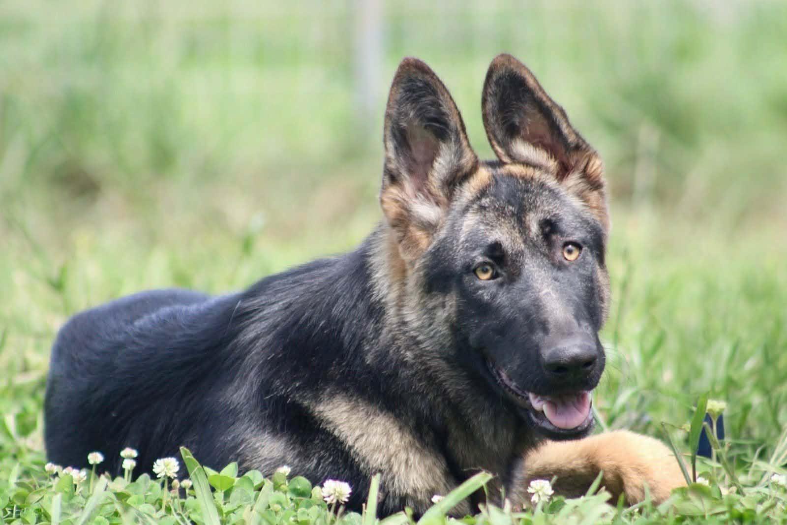 Enlarge Ember!, a ADOPTABLE mixed breed in Roseville, CA image 3/6