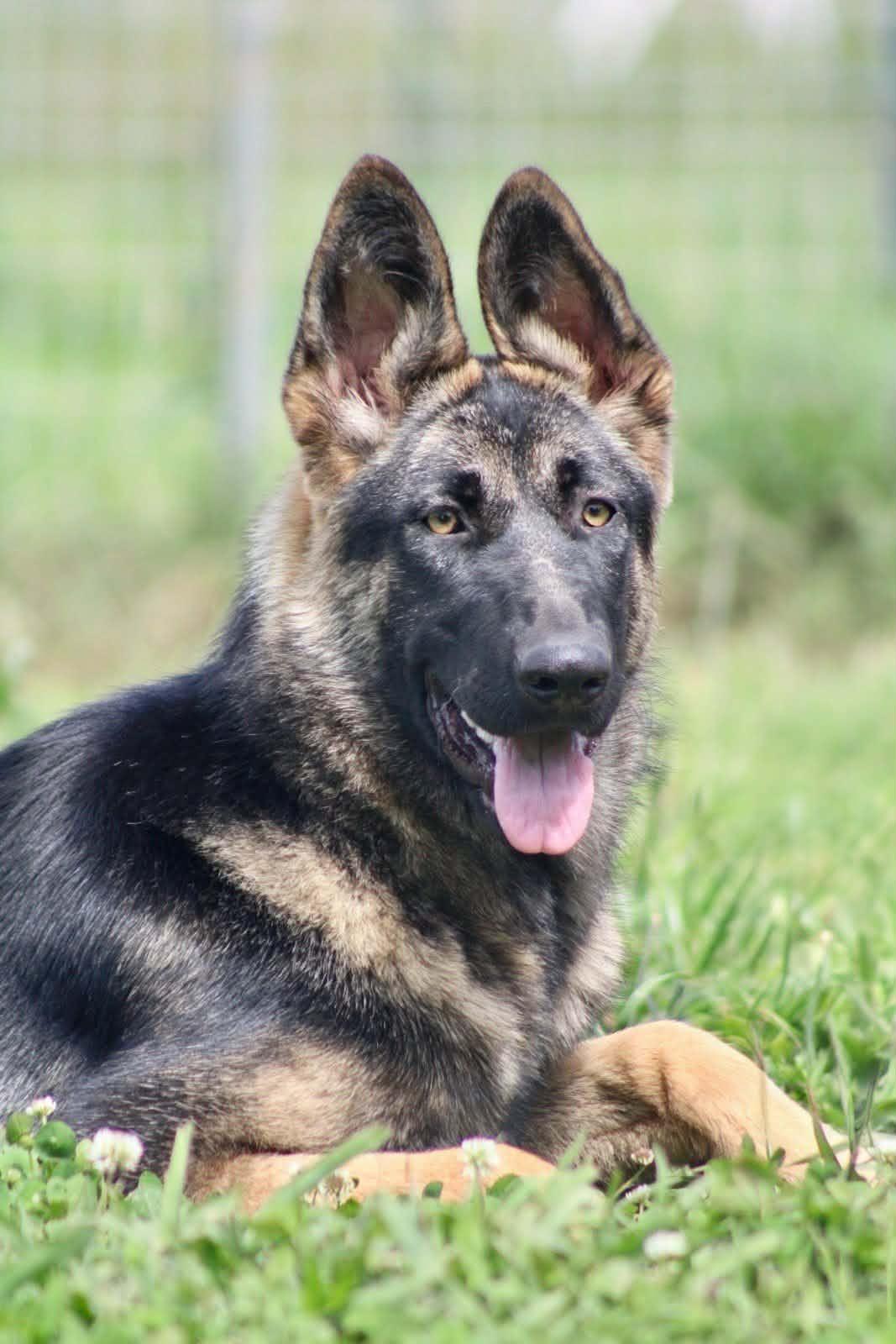 Enlarge Ember!, a ADOPTABLE mixed breed in Roseville, CA image 6/6