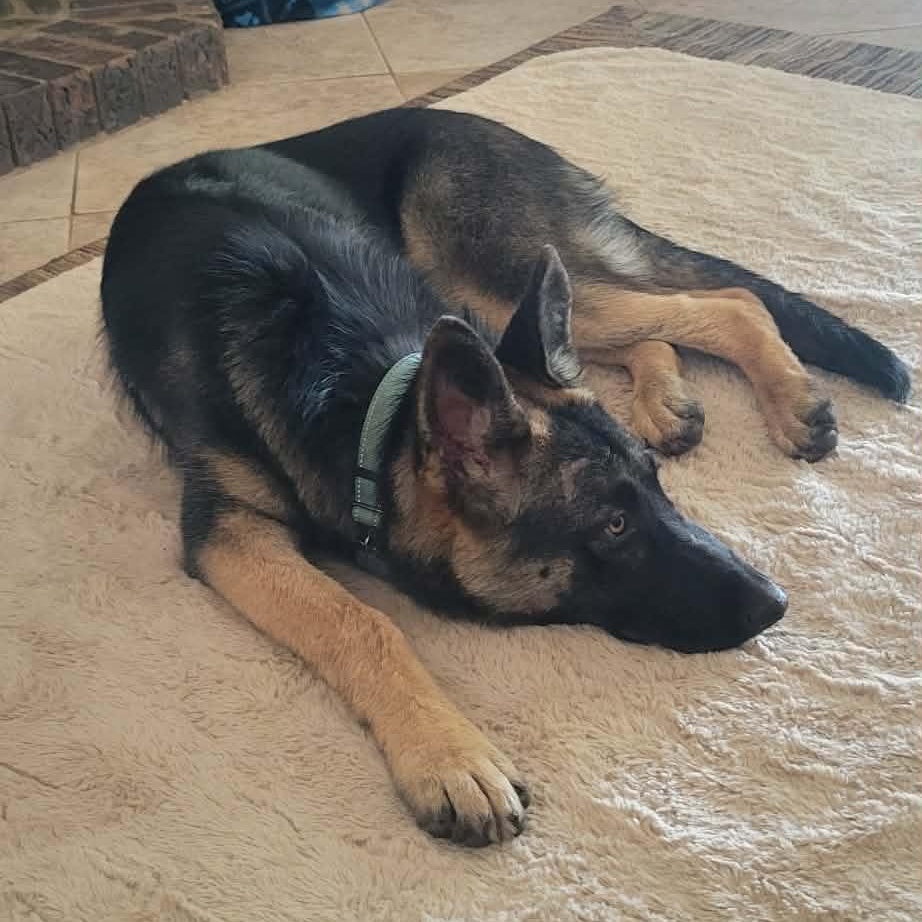 Enlarge Ember!, a ADOPTABLE mixed breed in Roseville, CA image 5/6