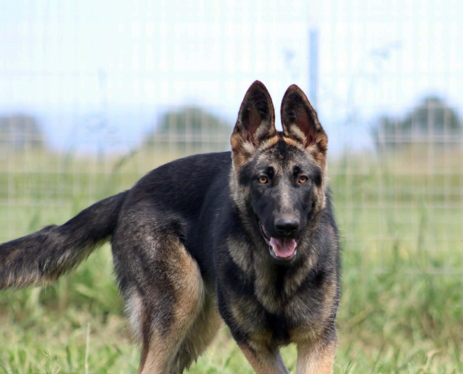 Enlarge Ember!, a ADOPTABLE mixed breed in Roseville, CA image 4/6