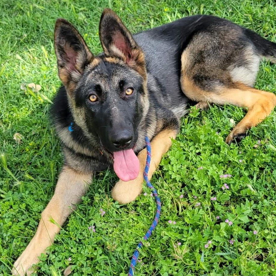 Ember!, ADOPTABLE, Young Female German Shepherd Dog.