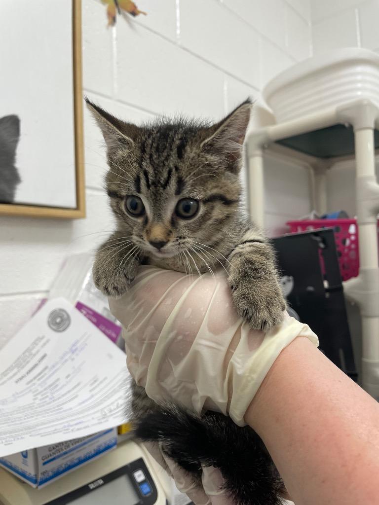 Starburst, Adoptable, Kitten Female Domestic Short Hair.