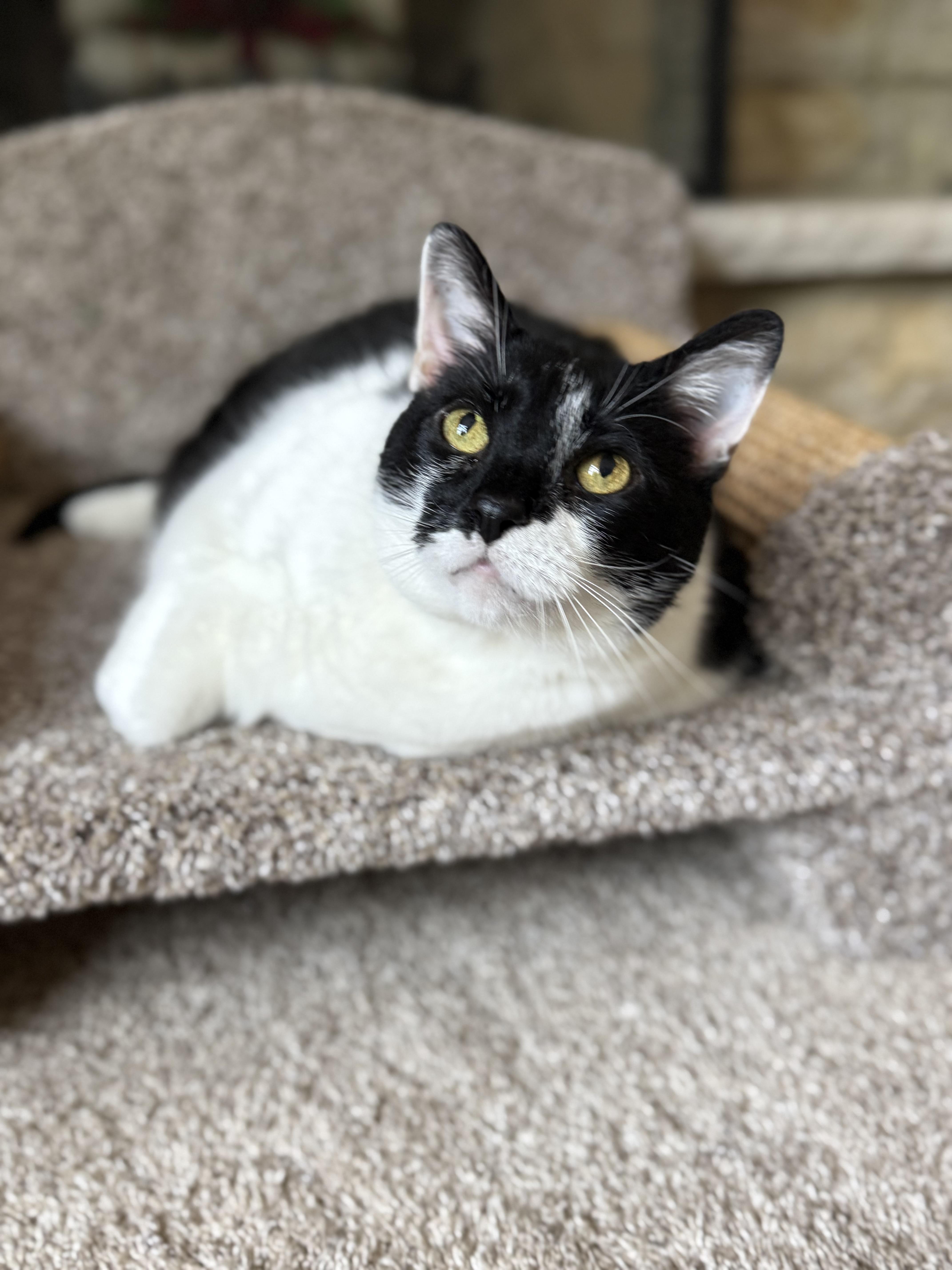 Bruce, a Adoptable Domestic Short Hair in Bolingbrook, IL image 3/3