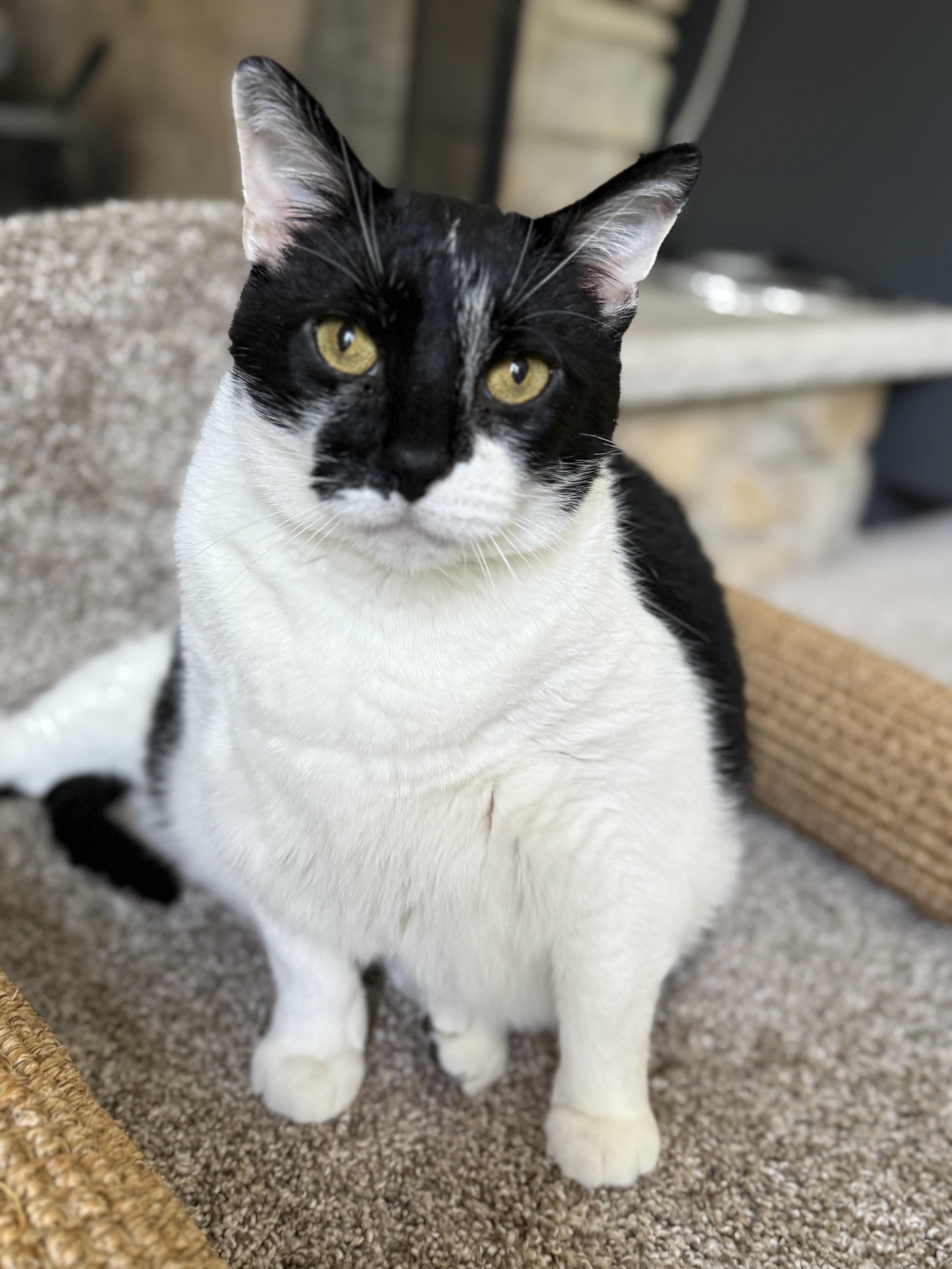 Bruce, Adoptable, Adult Male Domestic Short Hair.