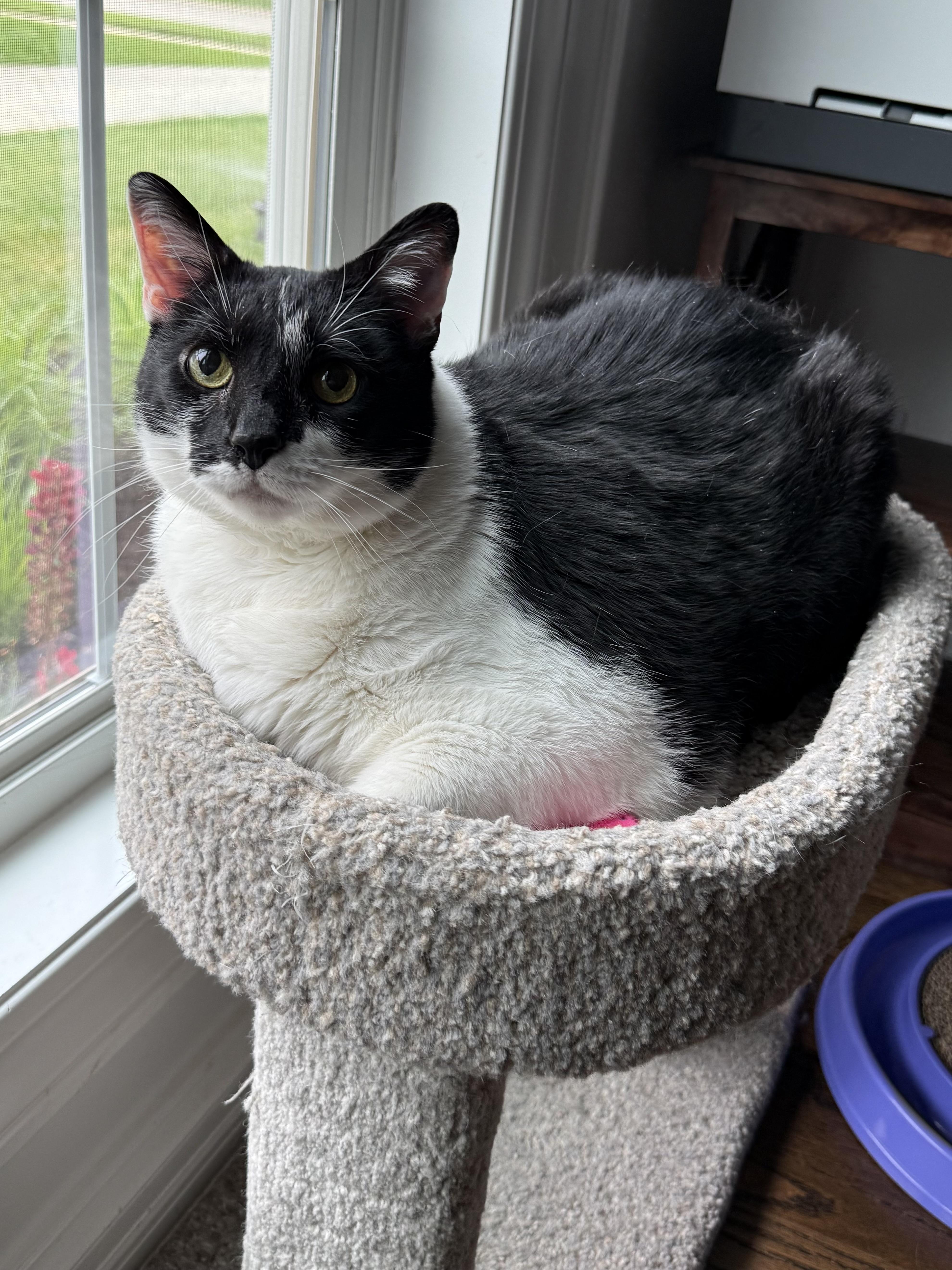 Bruce, a Adoptable Domestic Short Hair in Bolingbrook, IL image 2/3