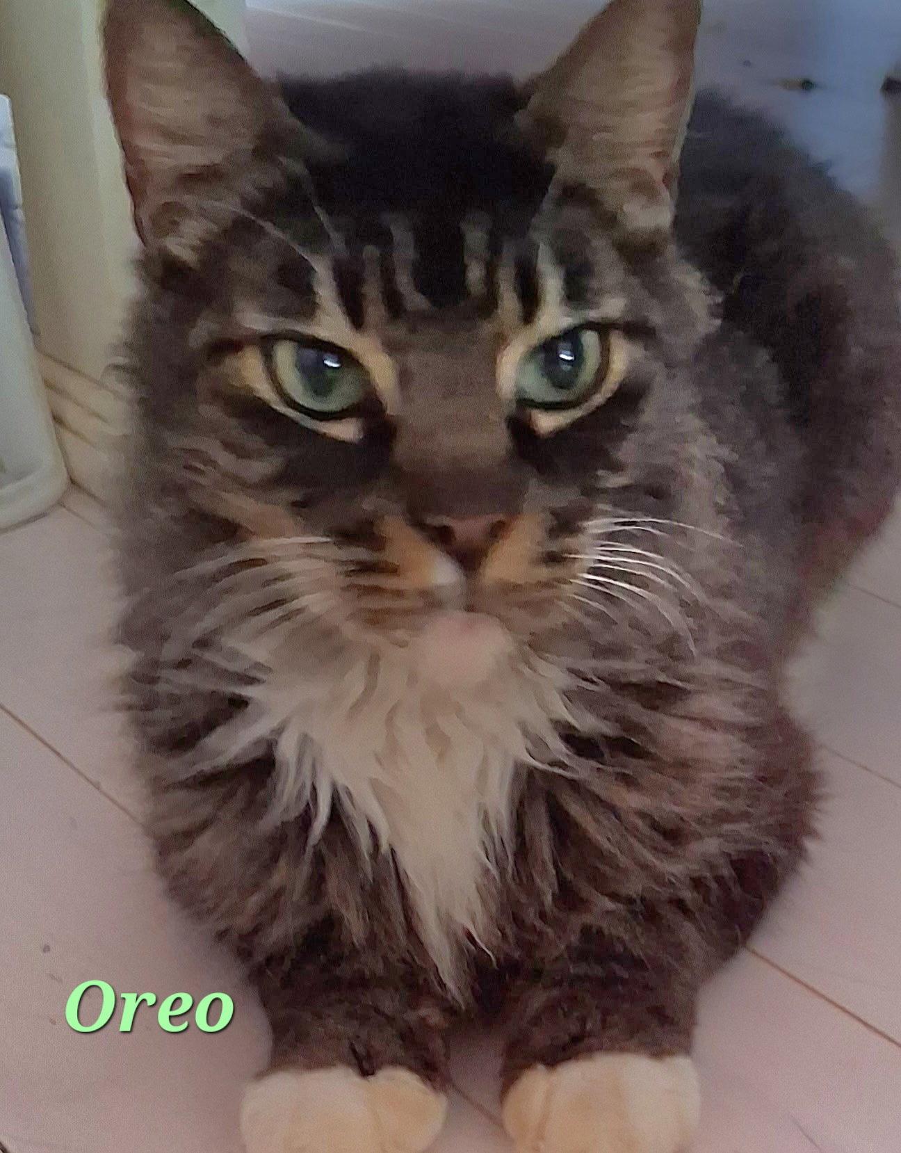 Oreo, Adopted, Senior Male Domestic Long Hair.