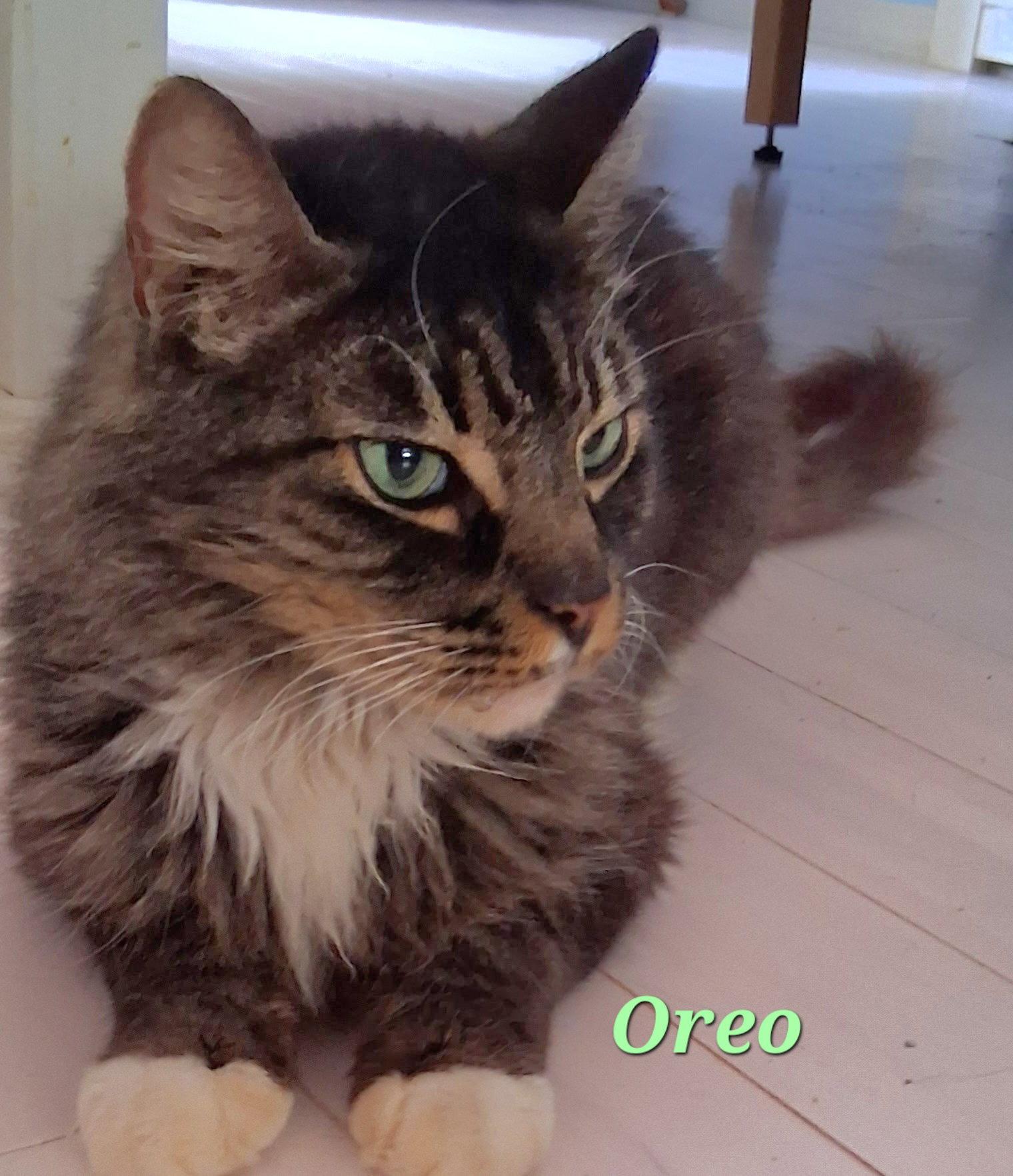 Oreo, a Adopted Domestic Long Hair in Longwood, FL image 2/3