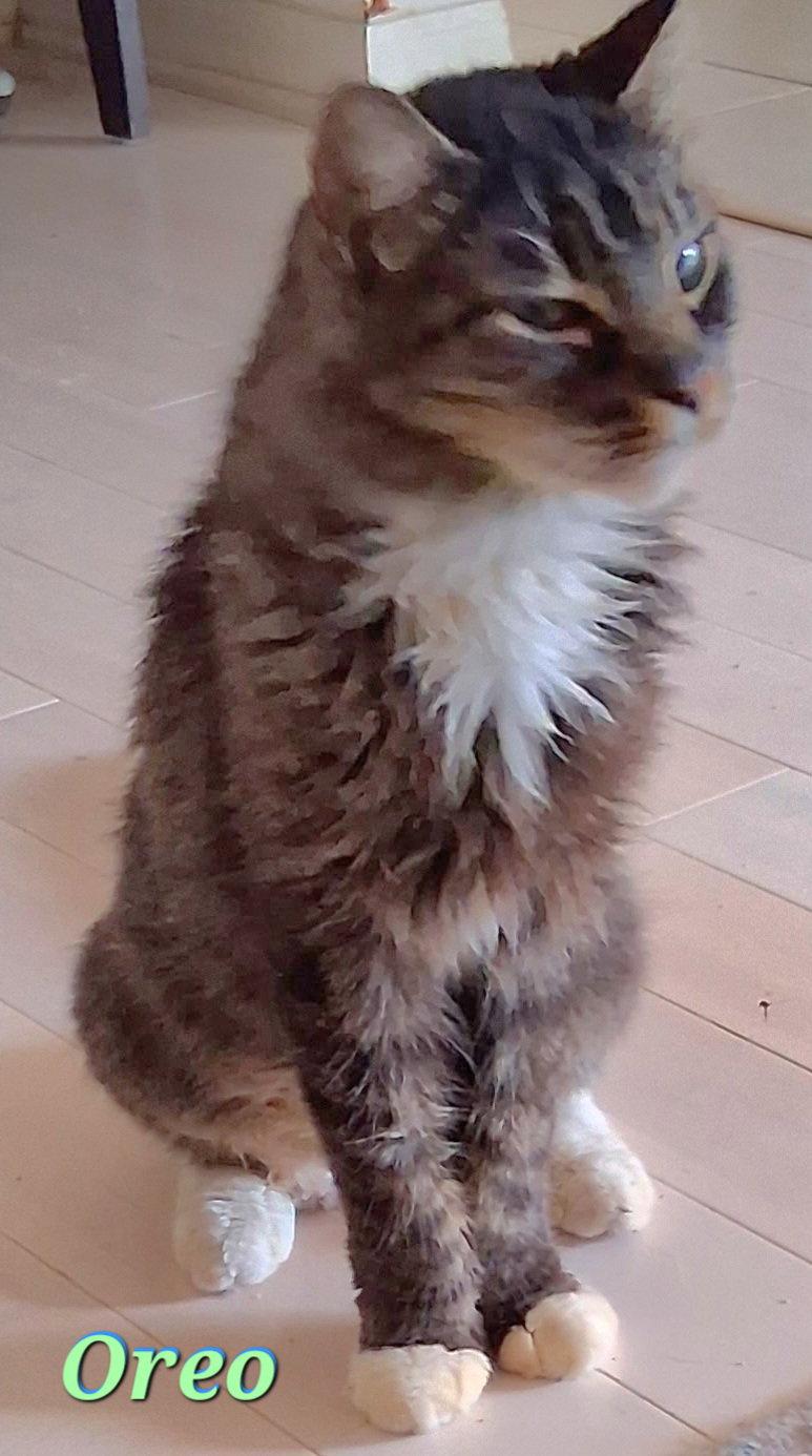 Oreo, a Adopted Domestic Long Hair in Longwood, FL image 3/3