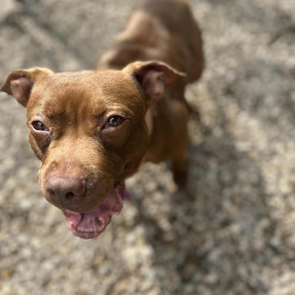 Cocoa, Adoptable, Adult Female Pit Bull Terrier & Mixed Breed.