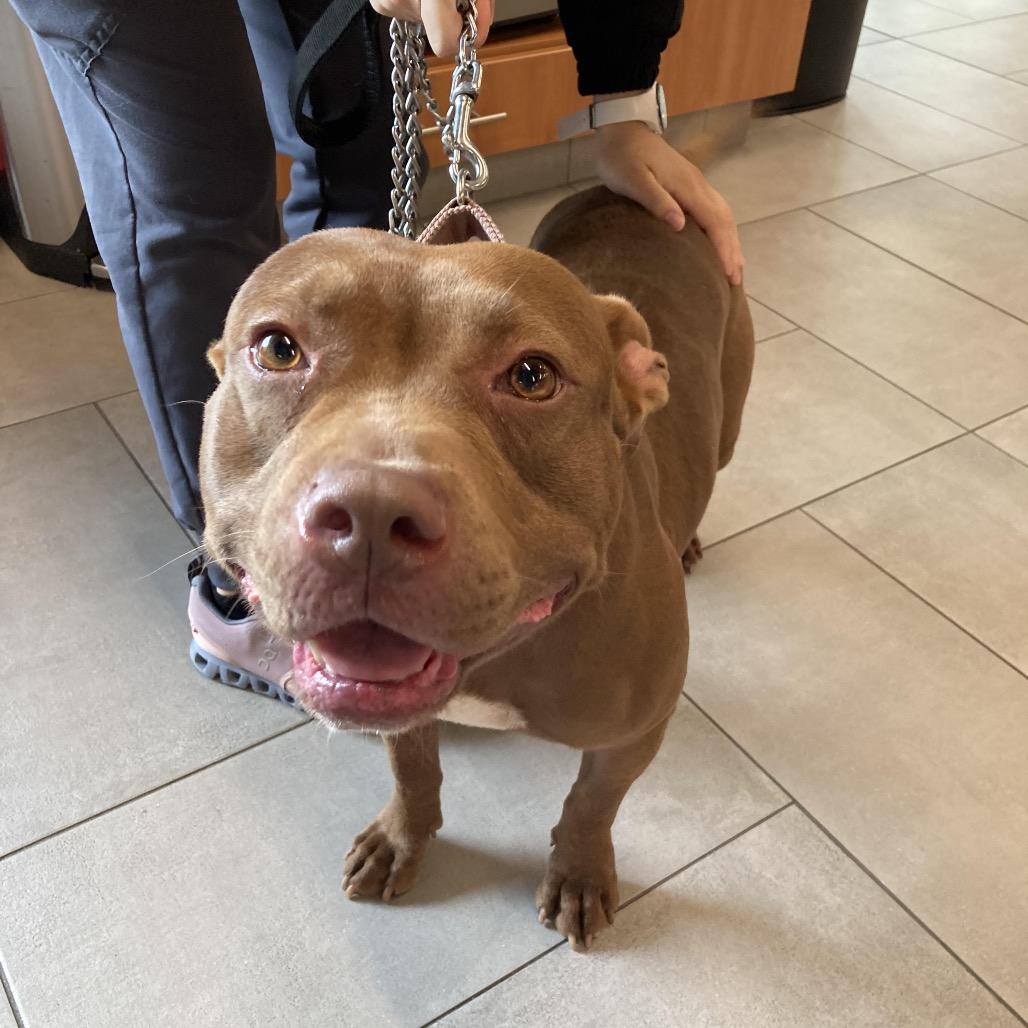 Enlarge Cocoa, a Adoptable American Staffordshire Terrier image 1/2