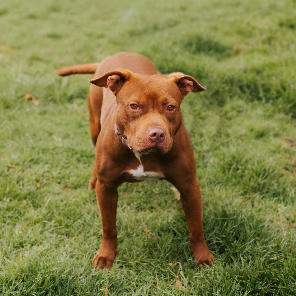 Enlarge Cocoa, a Adoptable American Staffordshire Terrier image 2/2