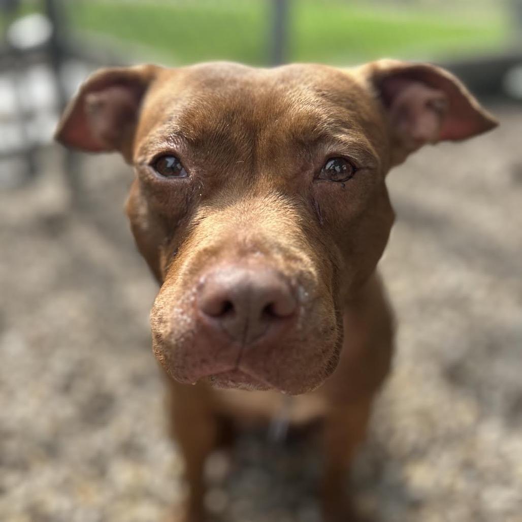 Enlarge Cocoa, a Adoptable mixed breed in Northbrook, IL image 4/6