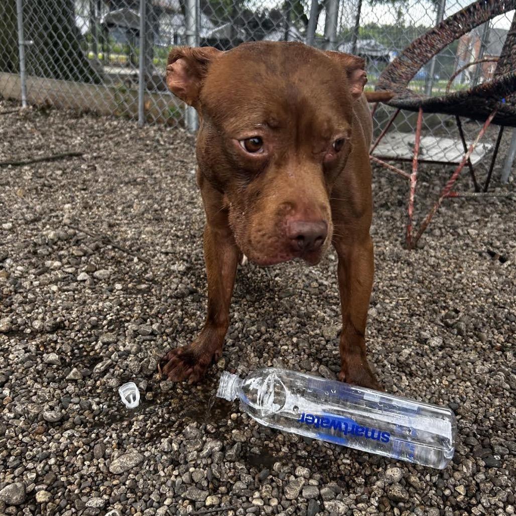 Enlarge Cocoa, a Adoptable mixed breed in Northbrook, IL image 5/6