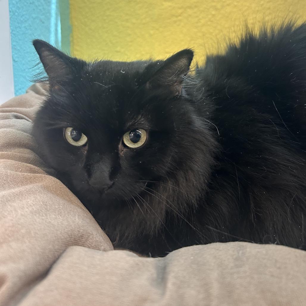 Noche, a Adoptable Domestic Long Hair in Fresno, CA image 1/4