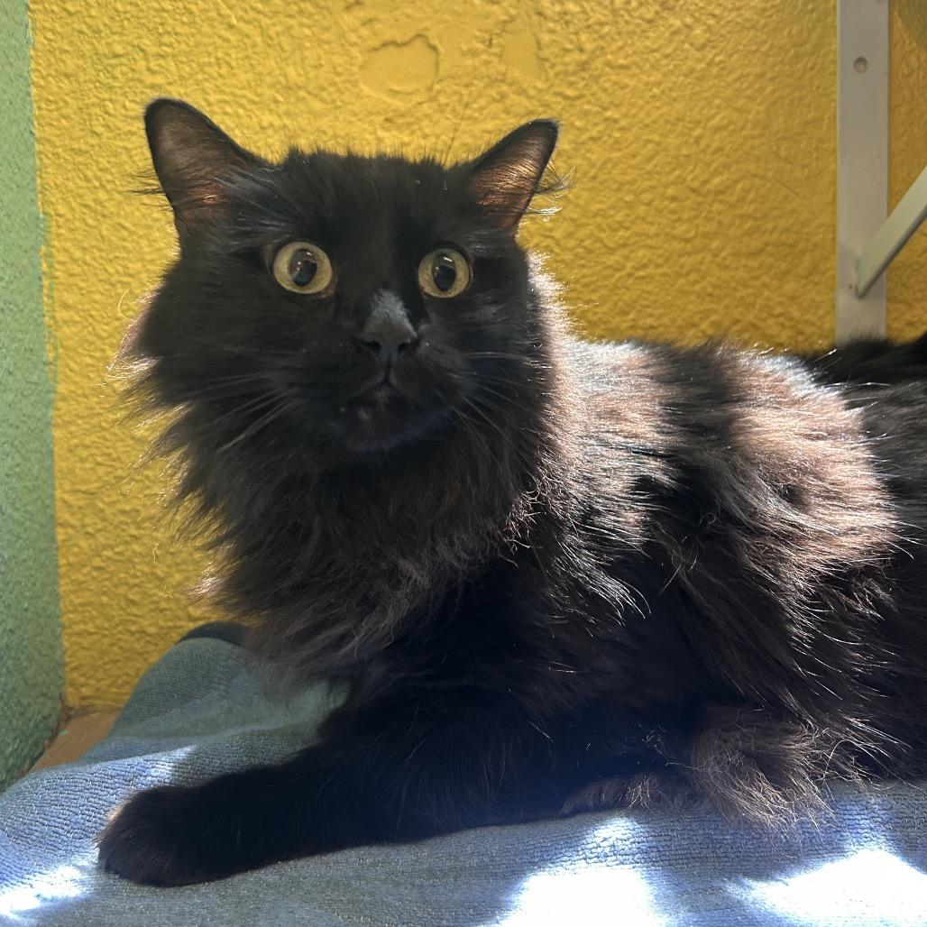 Noche, a Adoptable Domestic Long Hair in Fresno, CA image 2/4
