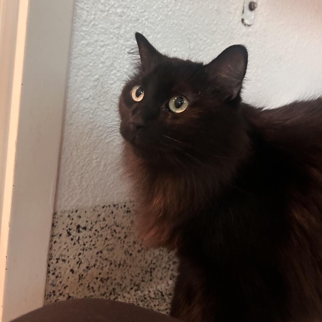 Noche, a Adoptable Domestic Long Hair in Fresno, CA image 3/4