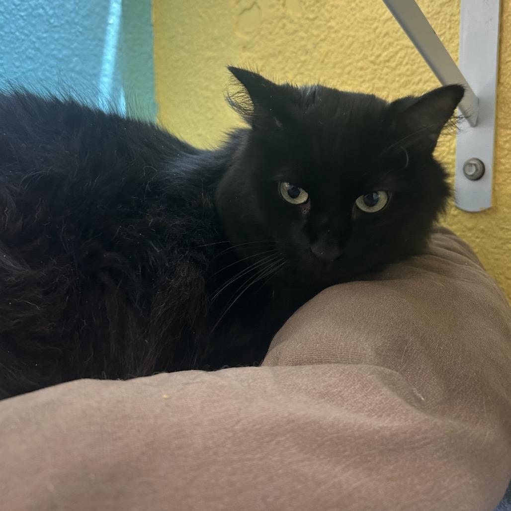 Noche, a Adoptable Domestic Long Hair in Fresno, CA image 4/4