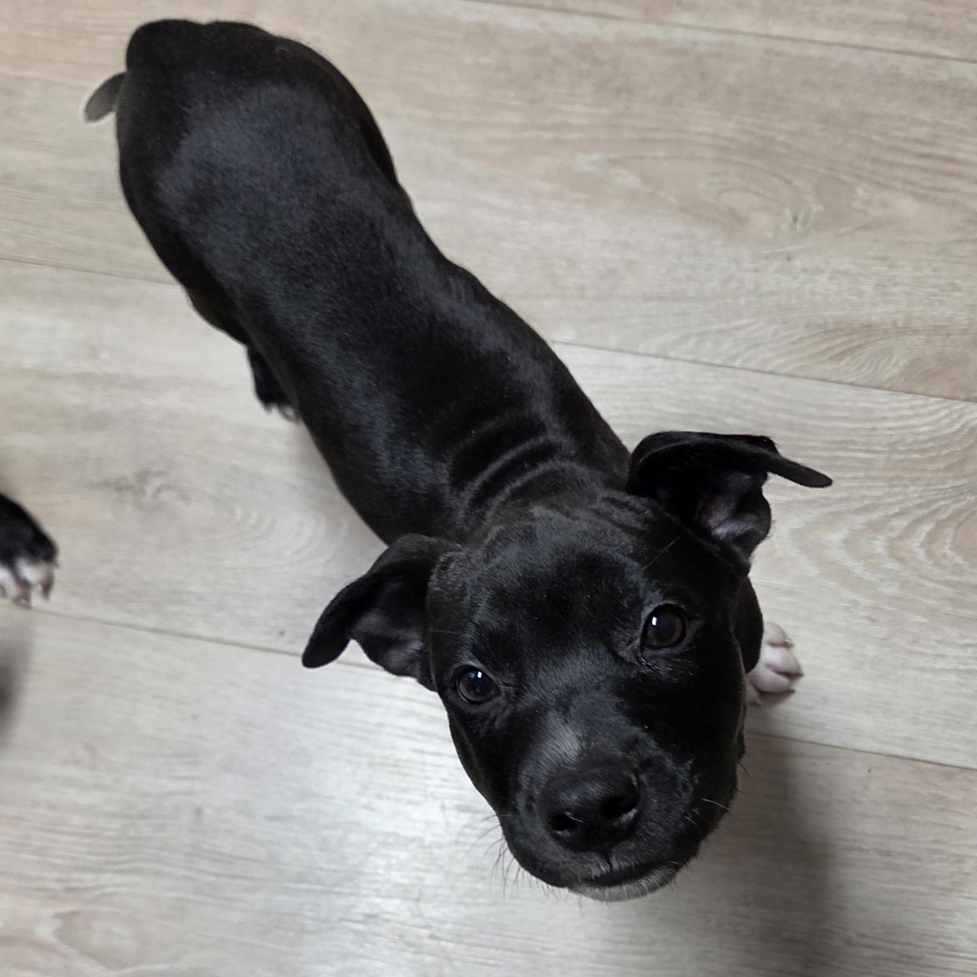 Curly, a ADOPTABLE mixed breed in Livonia, MI image 4/5