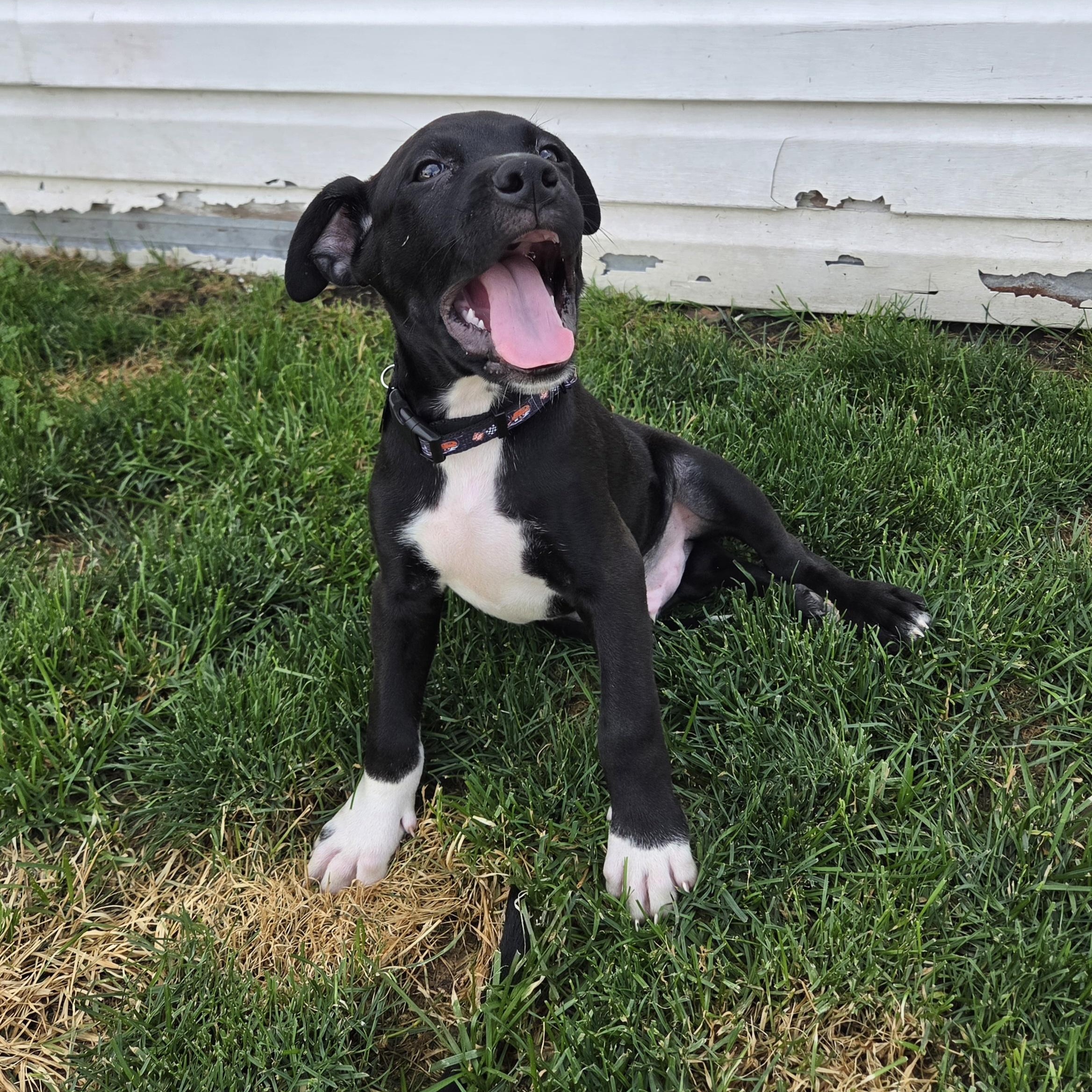 Curly, a ADOPTABLE mixed breed in Livonia, MI image 3/5