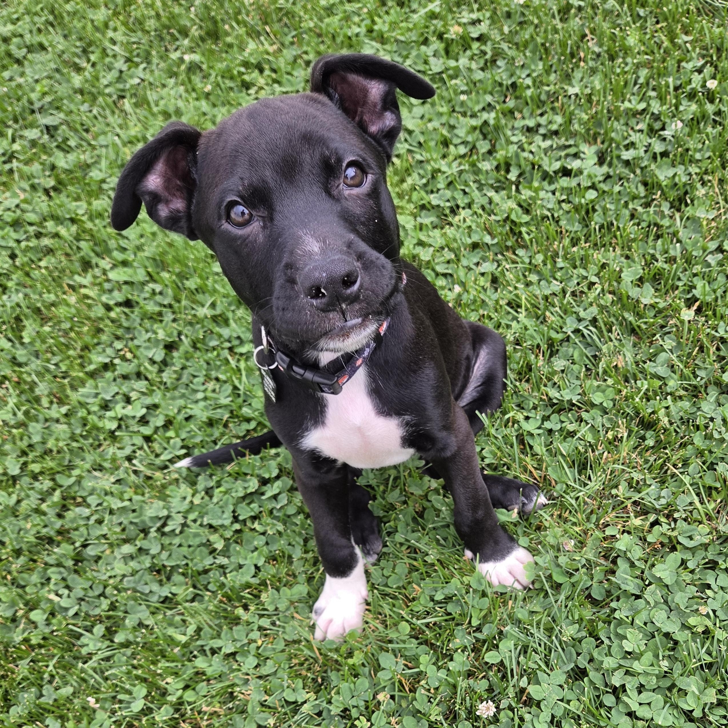 Curly, ADOPTABLE, Puppy Male Pit Bull Terrier.