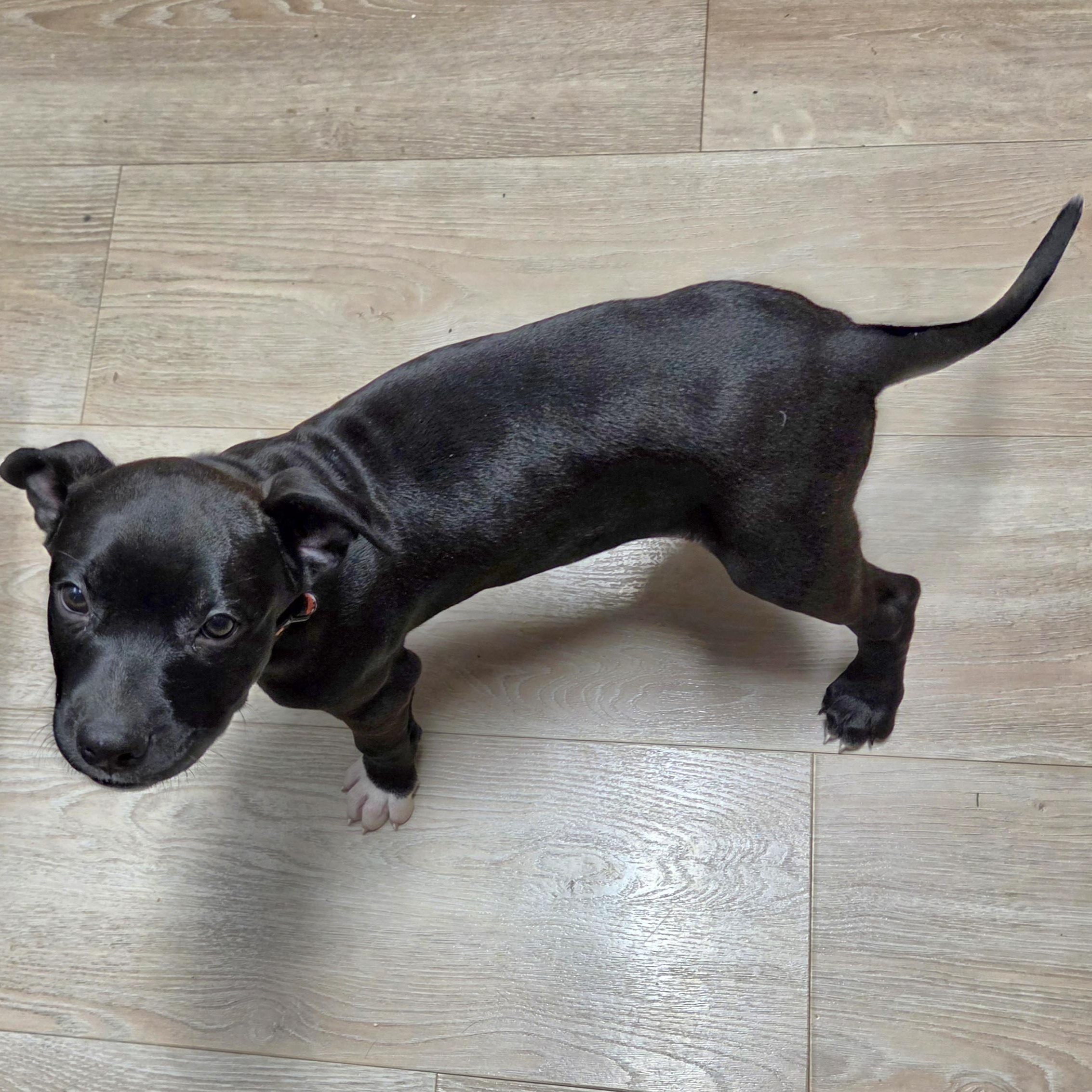 Curly, a ADOPTABLE mixed breed in Livonia, MI image 5/5