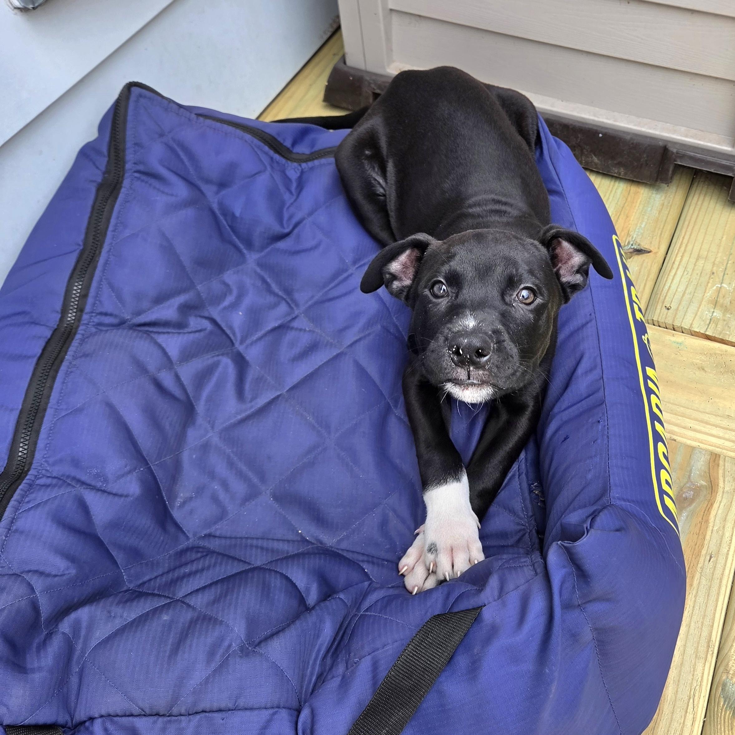 Curly, a ADOPTABLE mixed breed in Livonia, MI image 2/5