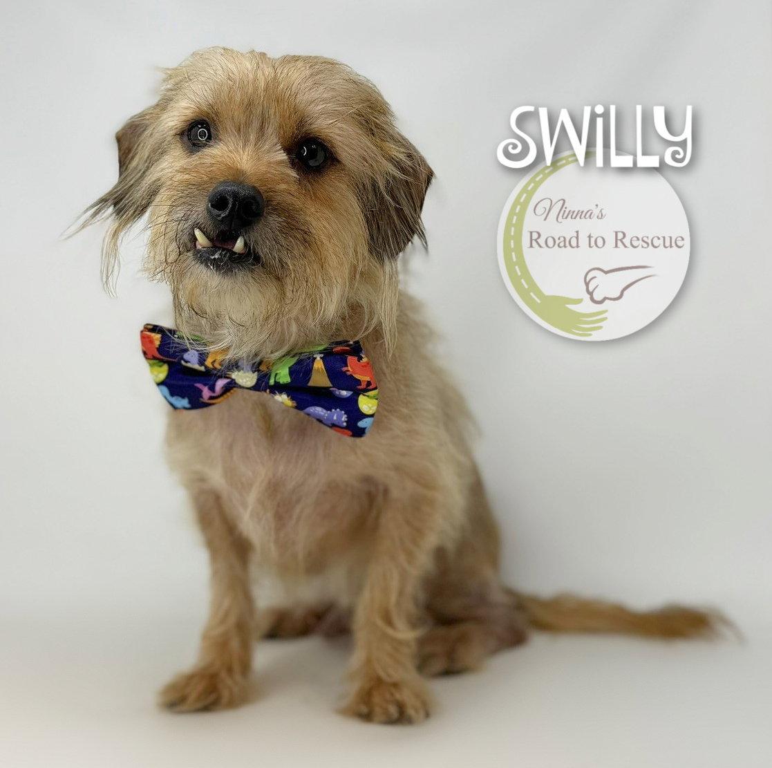 Enlarge Swilly, a Adoptable Cairn Terrier in Benton, LA image 1/3