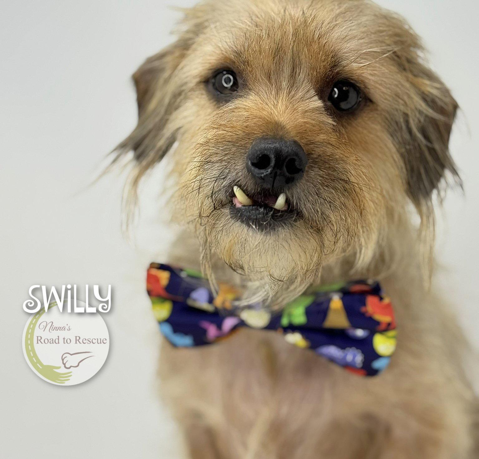 Enlarge Swilly, a Adoptable Cairn Terrier in Benton, LA image 2/3
