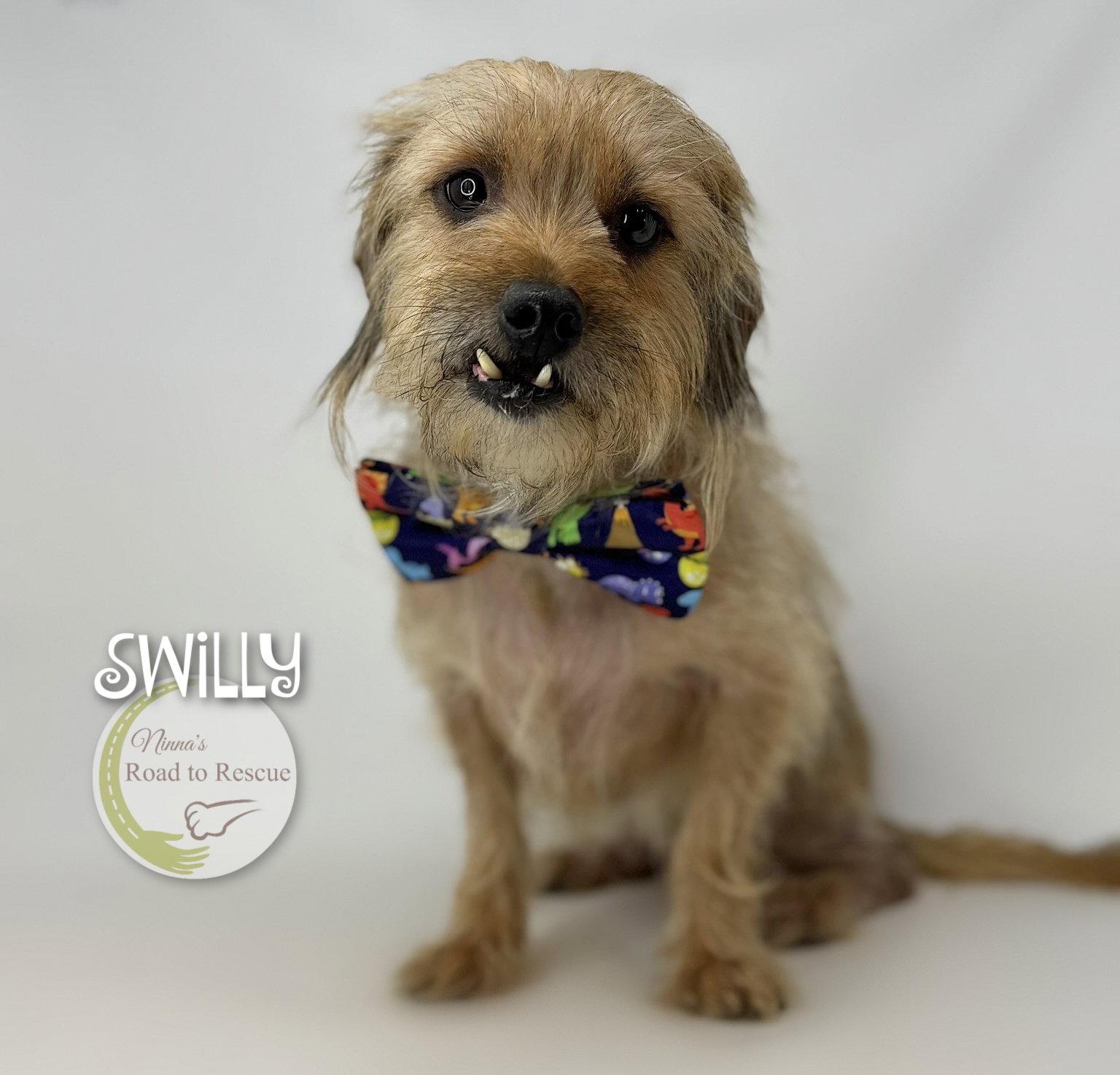 Enlarge Swilly, a Adoptable Cairn Terrier in Benton, LA image 3/3