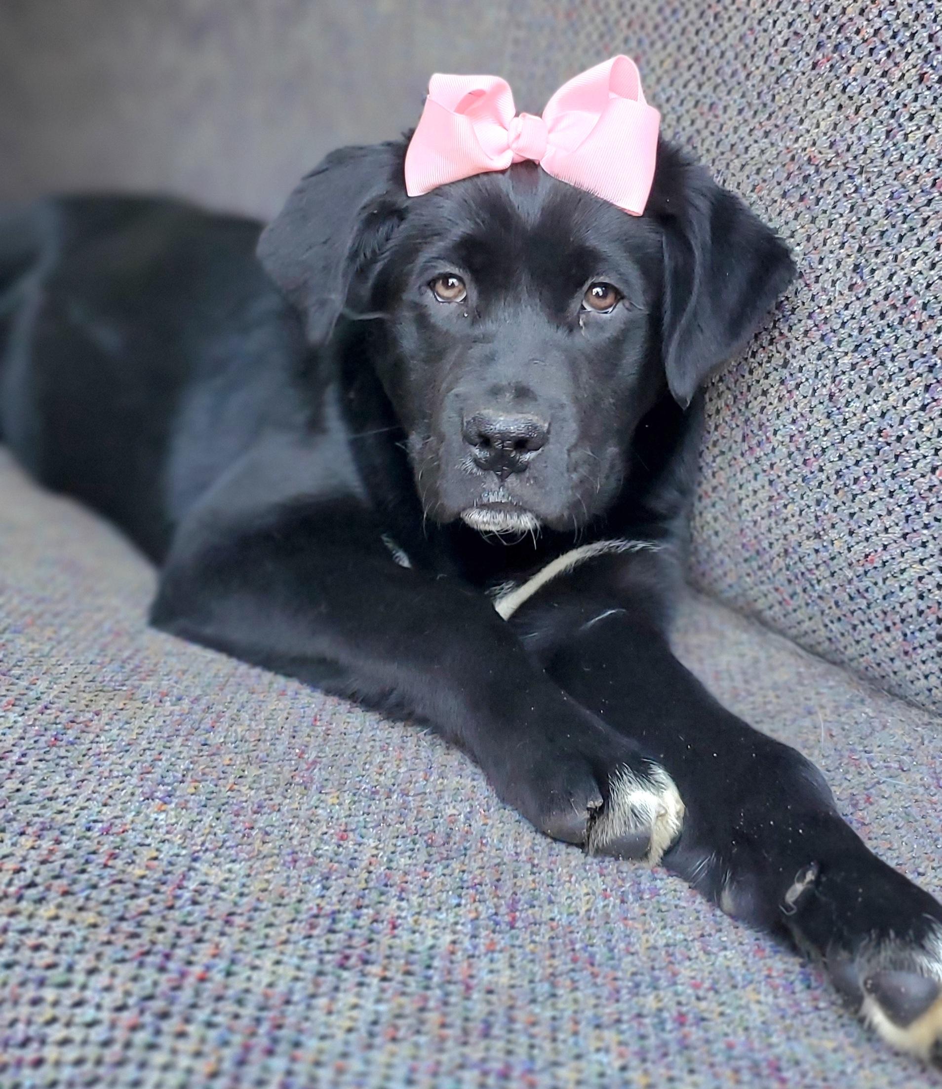 Harlow, Adoptable, Puppy Female Labrador Retriever & Mixed Breed.