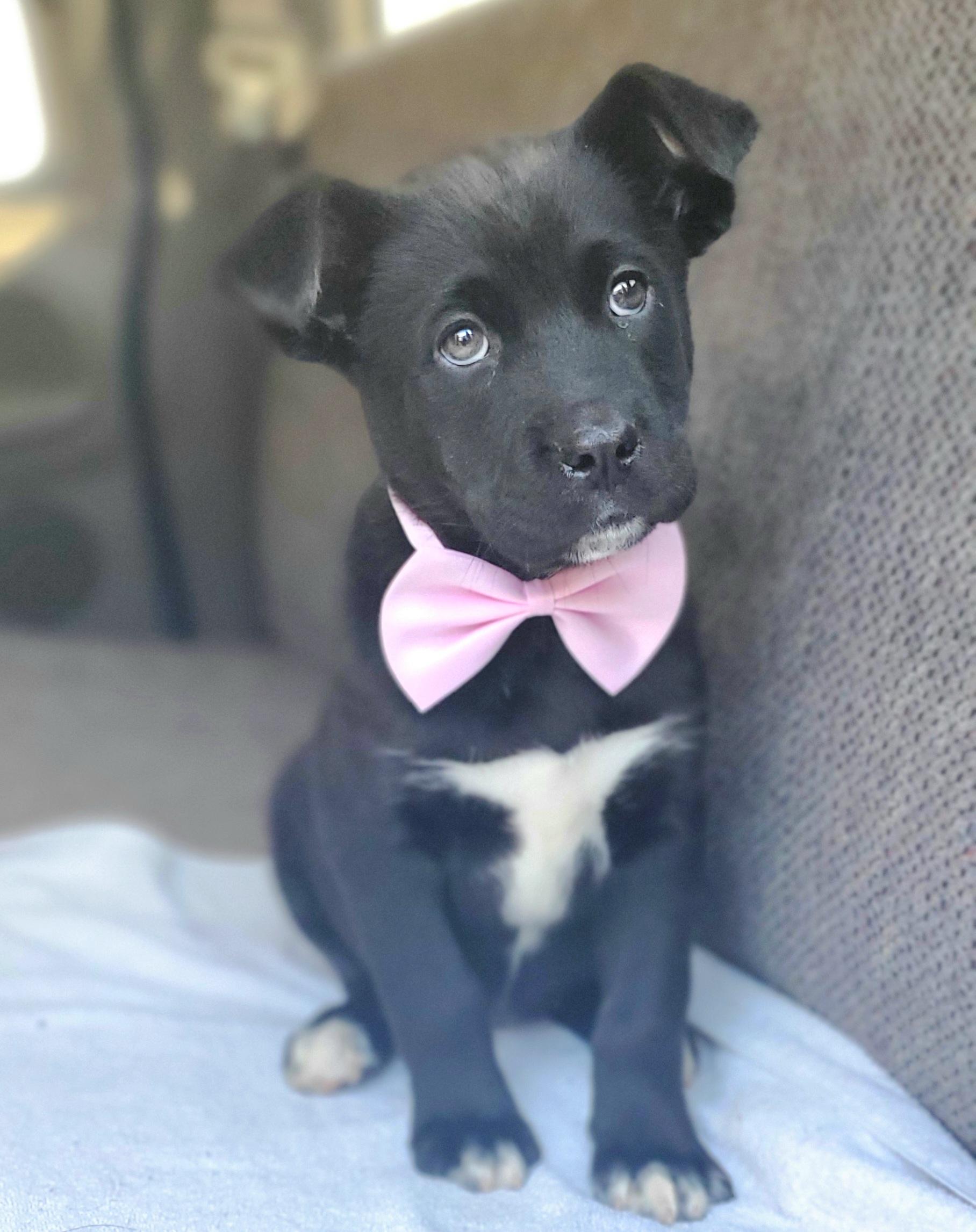 Enlarge Harlow, a Adoptable mixed breed in Charlotte , NC image 1/6